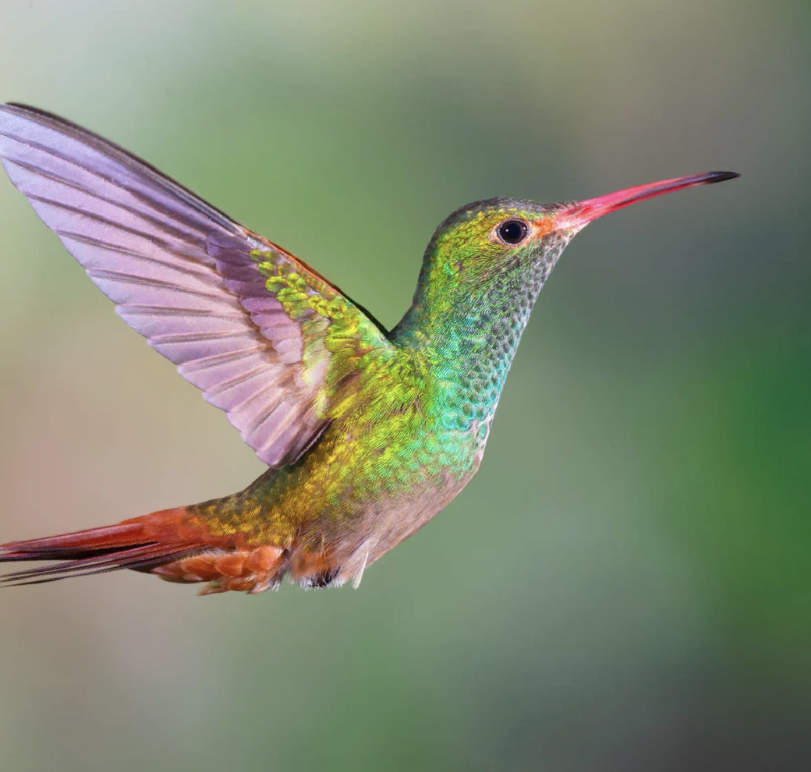 Iridescent Effects in Nature